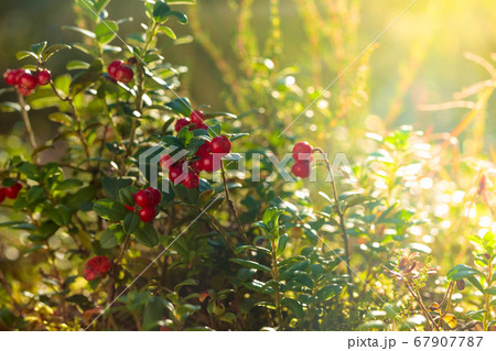 Red cowberry, lingonberry or partridgeberry in 67907787