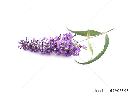 Closeup of buddleia davidii flower and leaves  67908393