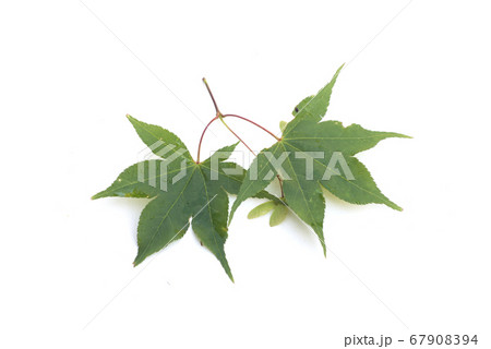 Closeup of maple leaves on white background  67908394