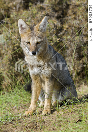 Patagonian grey fox,Lycalopex griseus 67908754