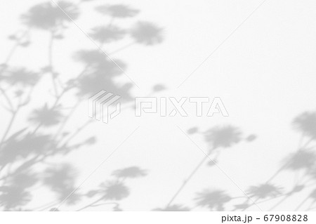 Gray shadows of flowers and grass on white wall 67908828