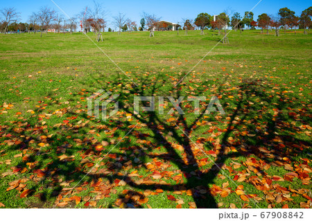 舎人公園の広場と桜の木の紅葉 影 シルエットの写真素材