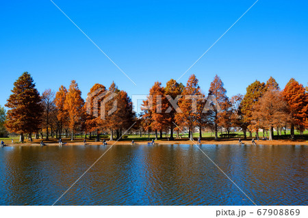 舎人公園のラクウショウの紅葉と釣り人 舎人公園のラクウショウの紅葉と釣り人 67908869
