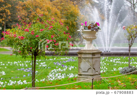 Amazing Rose bushes blossom and other plants in 67908883