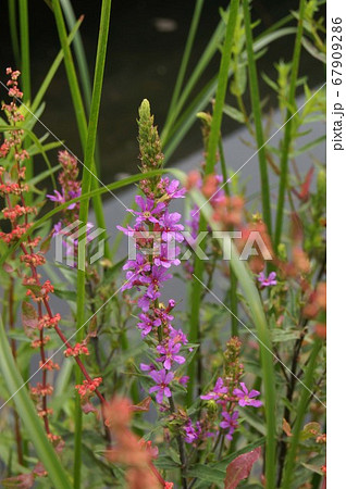 水辺に咲くミソハギ 水辺に咲くミソハギ 67909286