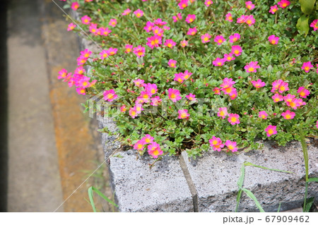 ポーチュラカの花の写真素材