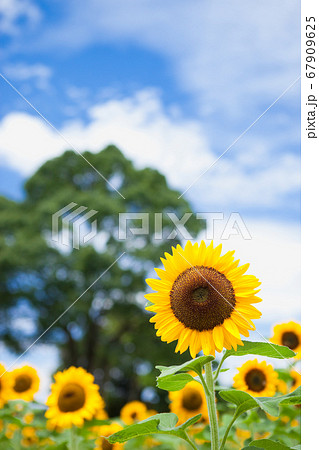 ひまわりのクローズアップに夏の空の背景 67909625