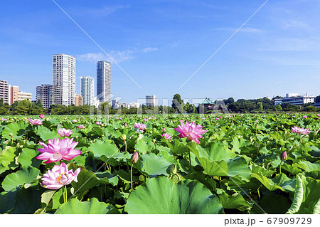 夏のハス池と都市風景 67909729