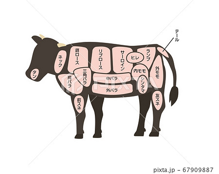 牛の部位 図解イラストのイラスト素材