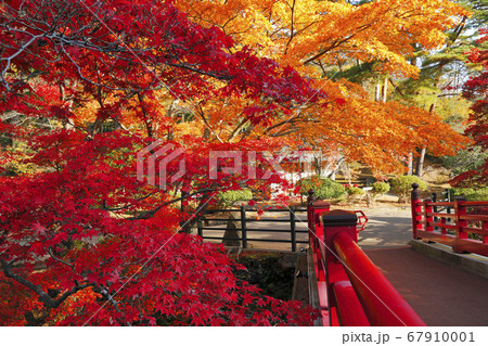 11月 弥彦公園もみじ谷 新潟の紅葉名所 の写真素材