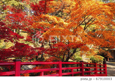 11月 弥彦公園もみじ谷 新潟の紅葉名所 の写真素材