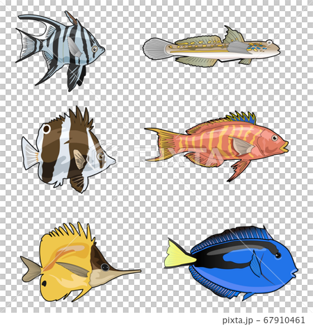 Set of tropical fish Set of tropical fish 67910461
