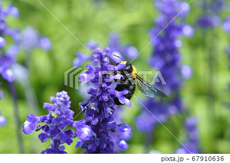 クマンバチ ブルーサルビアの花粉を頭に乗せて蜜を採取 横向きの写真素材