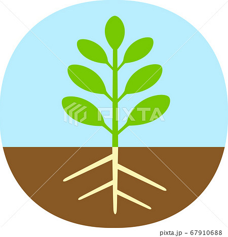 植物の基本構造のシンプルな図 のイラスト素材