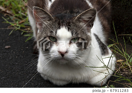 メス三毛猫の視線 何見ているの の写真素材