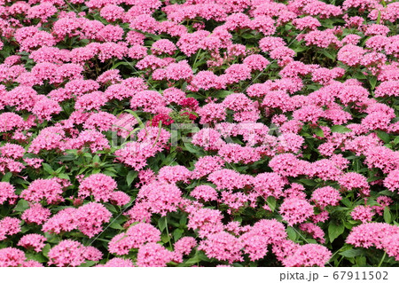 満開のペンタスの花 満開のペンタスの花 67911502