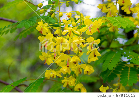 ジャケツイバラ 67911615