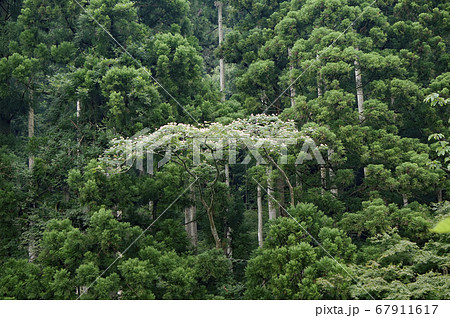 合歓の木の風景 67911617
