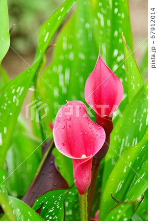 赤色のメガホン状の花 赤色のメガホン状の花 67912014