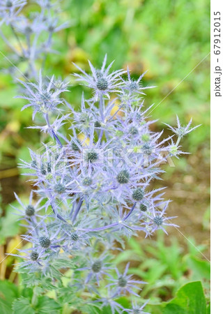 青紫色の刺のあるエリンジウム 67912015