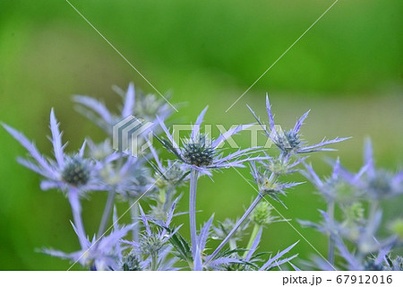 青紫色のエリンジウム 67912016