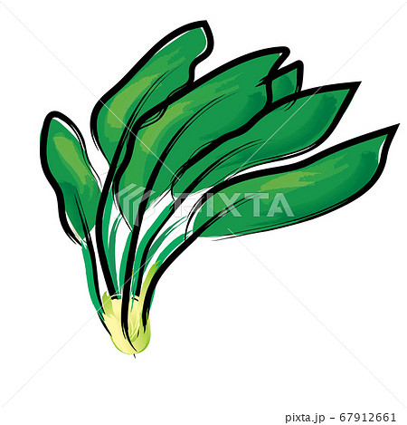 アナログタッチ筆描き水彩画 ホウレンソウのイラスト野菜のイラスト素材