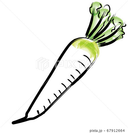 アナログタッチ筆描き水彩画 大根ダイコンのイラスト野菜のイラスト素材