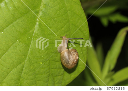 オナジマイマイ 67912816