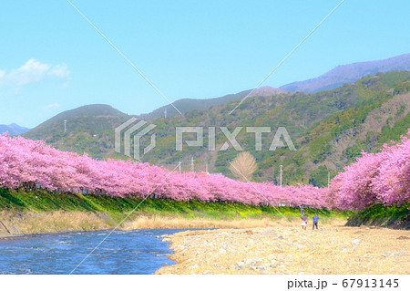 河津桜(河津町) ソフトフォーカス 河津桜(河津町) ソフトフォーカス 67913145