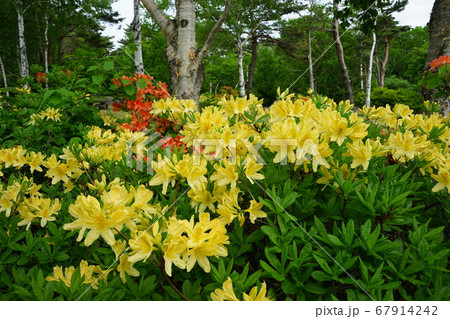 白樺とツツジの名所早坂高原 白樺とツツジの名所早坂高原 67914242