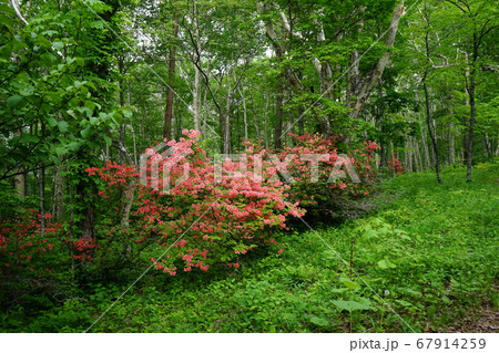 白樺とツツジの名所早坂高原 67914259