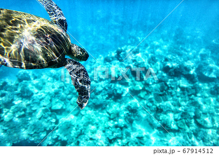 Wild green turtle diving in blue ocean waters of Hawaii. Turquoise sea background, natural wildlife Wild green turtle diving in blue ocean waters of Hawaii. Turquoise sea background, natural wildlife 67914512