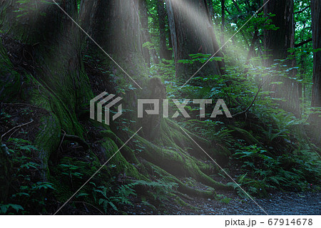 光射す苔むした大きな木 67914678