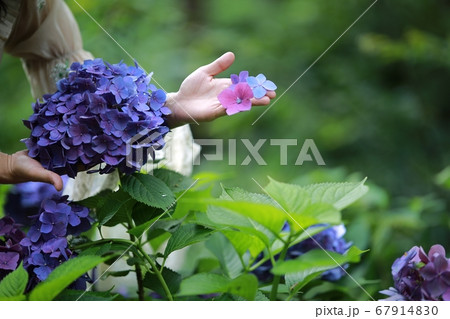 花 女性 女 67914830