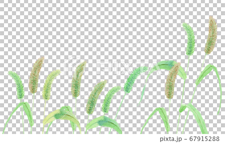 ねこじゃらしの揺れる野原の水彩イラスト 67915288