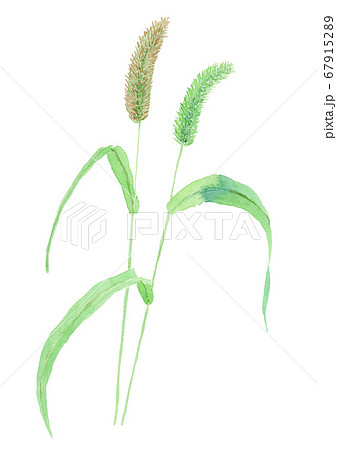 Setaria viridis エノコログサ（ねこじゃらし）のイラスト素材 [67915289] - PIXTA