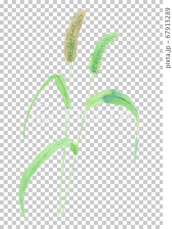 Setaria viridis エノコログサ(ねこじゃらし) Setaria viridis エノコログサ(ねこじゃらし) 67915289