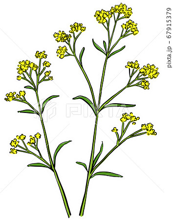 秋の七草　女郎花　イラスト 67915379