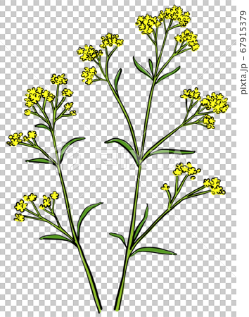 秋の七草　女郎花　イラスト 67915379