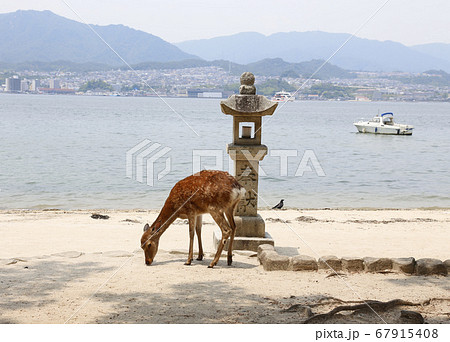 宮島 厳島神社 安芸 広島 宮島 厳島神社 安芸 広島 67915408