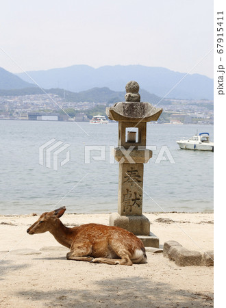 宮島　厳島神社　安芸　広島 67915411