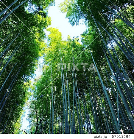 下から見上げた竹林 下から見上げた竹林 67915594