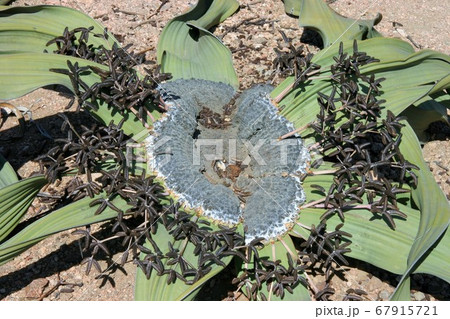 生ける化石ウェルウィッチア 生ける化石ウェルウィッチア 67915721