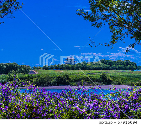 関宿城〜初夏 67916094