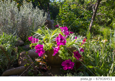 Flowers Flowers 67916451
