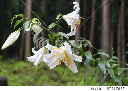 夏の里山に咲く山百合の花 67917025