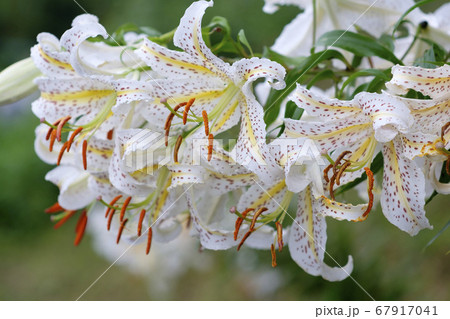 夏の里山に咲く山百合の花 67917041