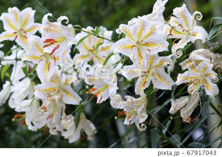 夏の里山に咲く山百合の花 夏の里山に咲く山百合の花 67917043