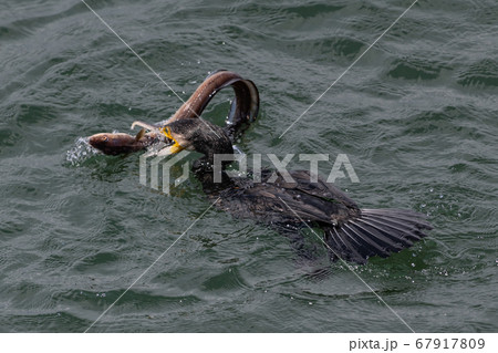天然鰻を野生の鵜が捕獲 67917809