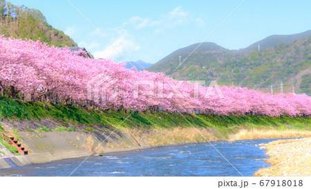河津桜(河津町) ソフトフォーカス 河津桜(河津町) ソフトフォーカス 67918018